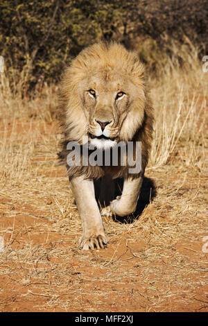 African Lion (Panthera leo) Running towards camera. Namibia. Dist. Sub-saharan Africa  Date: 18.12.2008  Ref: ZB538 126466 0074  COMPULSORY CREDIT: NH Stock Photo