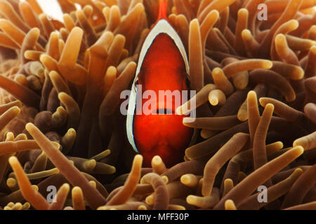 Tomato clownfish (Amphiprion ephippium) in purple base anemone (Heteractis sp). Also known as Bridled clownfish. Anemone fish species that can sustain Stock Photo