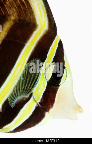 Sailfin tang fish (Zebrasoma veliferum). Herbivorious tropical marine reef fish. Dist. Central and South Pacific. Studio shot against white background Stock Photo