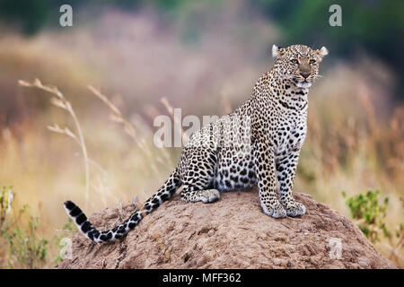 Leopard ( Panthera pardus) Using termite mound as vantage point. Masai Mara National Reserve. Kenya Stock Photo