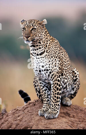 Leopard ( Panthera pardus) Using termite mound as vantage point. Masai Mara National Reserve. Kenya Stock Photo