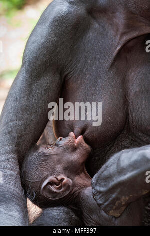 Bonobo/Pygmy chimpanzee (Pan paniscus) young suckling, Sanctuary Lola Ya Bonobo Chimpanzee, Democratic Republic of the Congo. Captive Stock Photo