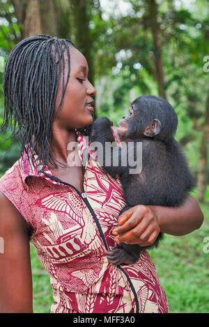 Bonobo/Pygmy chimpanzee (Pan paniscus) orphaned baby with surrogate mother, Sanctuary Lola Ya Bonobo Chimpanzee, Democratic Republic of the Congo. Cap Stock Photo
