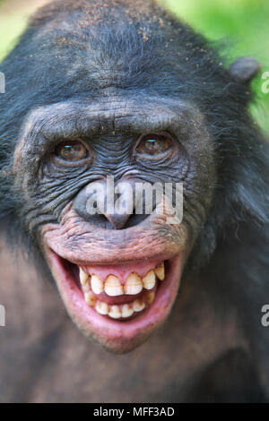 Bonobo/Pygmy chimpanzee (Pan paniscus) A fear grin might be seen when a lower ranked chimp is approached by a higher-ranking animal. Sanctuary Lola Ya Stock Photo