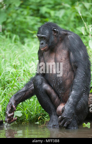 Bonobo/Pygmy chimpanzee (Pan paniscus) cooling off in water, Sanctuary Lola Ya Bonobo Chimpanzee, Democratic Republic of the Congo. Captive Stock Photo