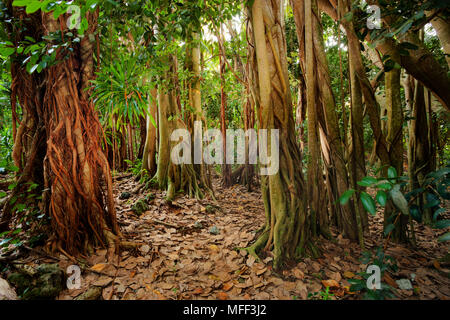 Banyan Trees on Cousin Island. Seychelles Stock Photo