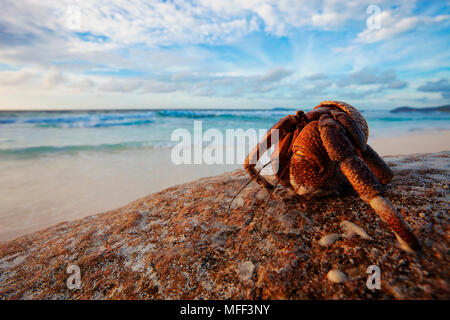 Hermit Crab (Anomura spp). Protect themselves by using the empty shells of molluscs.  Cousin Island. Seychelles. Dist.Indian to Pacific Oceans. Stock Photo