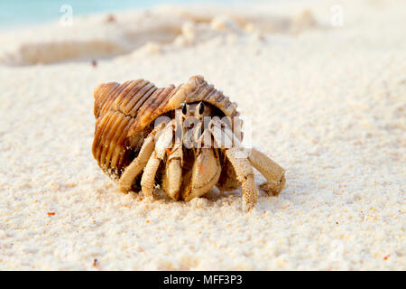 Hermit Crab (Anomura spp). Protect themselves by using the empty shells of molluscs.  Cousin Island. Seychelles. Dist.Indian to Pacific Oceans. Stock Photo