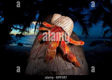 Hermit Crab (Anomura spp) on a coconut palm tree. They protect themselves by using the empty shells of molluscs.Seychelles. Dist.Indian to Pacific Oce Stock Photo