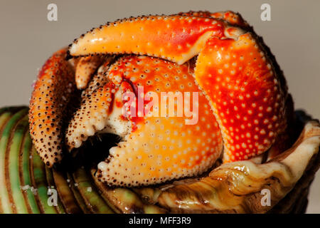 Hermit Crab (Anomura spp). Protect themselves by using the empty shells of molluscs.Seychelles. Dist.Indian to Pacific Oceans. Stock Photo