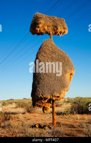 Sociable Weaver nest (Philetairus socius) made on a telephone pole.Namibia Stock Photo