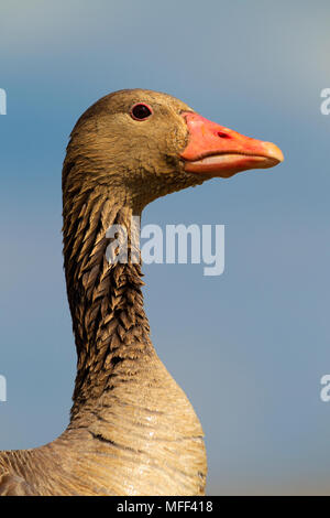 Greylag goose (Anser anser) Hungry