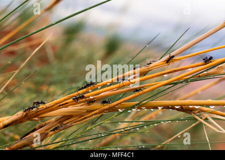 Namib desert dune ant (Camponotus detritus) Namibia Stock Photo