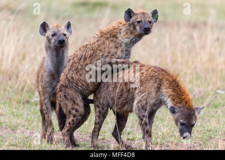 Spotted hyaena (Crocuta crocuta) mating, Masai Mara National Reserve. Kenya Stock Photo