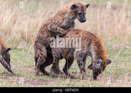 Spotted hyaena (Crocuta crocuta) mating, Masai Mara National Reserve. Kenya Stock Photo