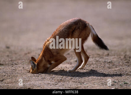 ETHIOPIAN WOLF hunting rodents Canis simensis Bale Mountains Nat'l Park, Ethiopia. Stock Photo