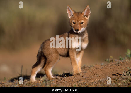 ETHIOPIAN WOLF cub, 2 months old Canis simensis Bale Mountains National Park, Ethiopia. Stock Photo