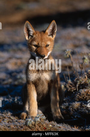 ETHIOPIAN WOLF cub, 2 months old Canis simensis Bale Mountains National Park, Ethiopia. Stock Photo