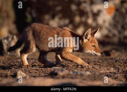 ETHIOPIAN WOLF cub, 2 months old, Canis simensis stalking. Bale Mountains National Park, Ethiopia. Stock Photo