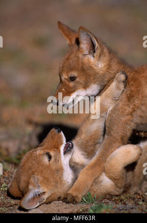 ETHIOPIAN WOLF cubs, 2 months old, Canis simensis play-fighting. Bale Mountains National Park, Ethiopia. Stock Photo