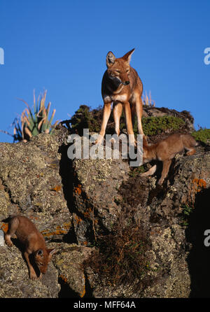 ETHIOPIAN WOLVES adult & cubs Canis simensis Bale Mountains National Park, Ethiopia. Stock Photo