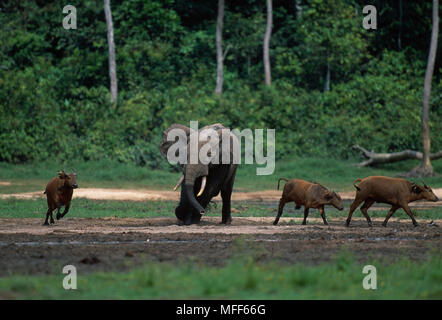 AFRICAN FOREST ELEPHANT Loxodonta africana cyclotis & Forest Buffalo  Dzanga-Ndoki National  Park, Central African Republic Stock Photo