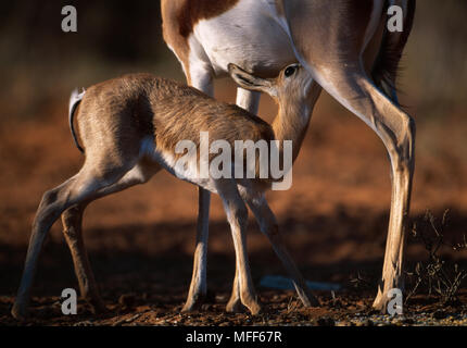 SPRINGBOK female suckling calf Antidorcas marsupialis (two weeks old) Kalahari Desert, southern Africa Stock Photo