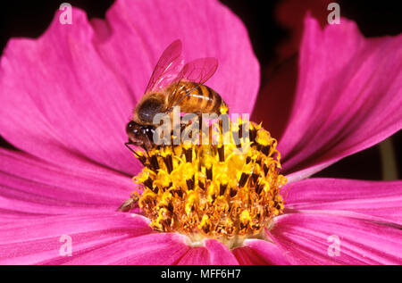 AFRICAN HONEYBEE Apis mellifera adansonii feeding on cosmos flower Stock Photo