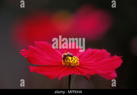 AFRICAN HONEYBEE Apis mellifera adansonii feeding on cosmos flower Stock Photo
