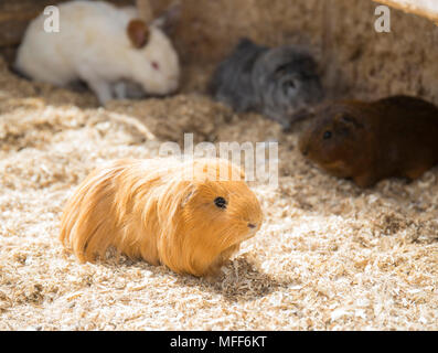 A ginger guinea pig in a petting zoo, with other animals in the background Stock Photo