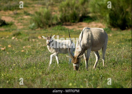 ADDAX females and young Addax nasomaculatus  Reintroduced to Morocco. Critically Endangered. Souss-Massa National Park. Morocco. Stock Photo