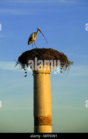 WHITE STORKS Ciconia ciconia  bulding nest on ancient columns of the Volubilis Roman ruins, Morocco. Stock Photo