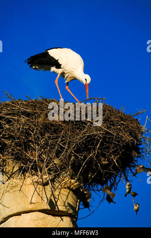 WHITE STORK Ciconia ciconia  building nest on ancient columns of the Volubilis Roman ruins, Morocco. Stock Photo