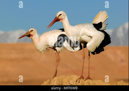WHITE STORKS performing pair bonding display ritual Ciconia ciconia  with Atlas mountains in background. Morocco. Stock Photo