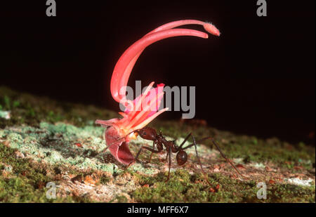 LEAF-CUTTER ANT carrying cut flower petals Atta sp.