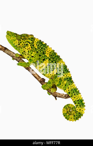 MELLERS CHAMELEON Chamaeleo melleri Distribution: Rainforests of East Africa. Stock Photo