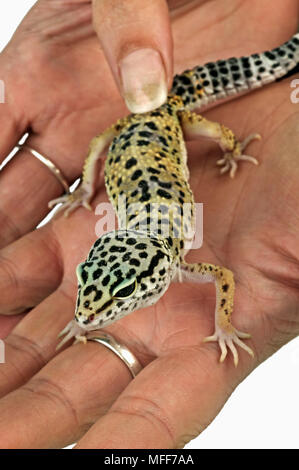 LEOPARD GECKO Eublepharis macularius Pet being held in owners hand.  Distribution: Asia, India, Iraq, Afghanistan, Pakistan. Stock Photo