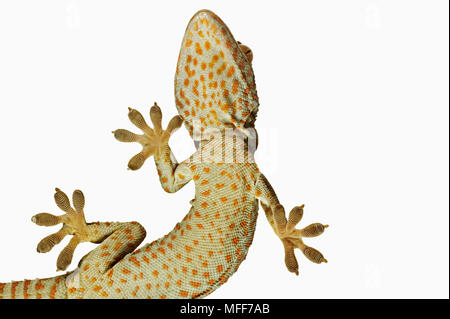 TOKAY GECKO Gekko gecko View from below showing specially adapted feet.  Distribution: South East Asia. Stock Photo