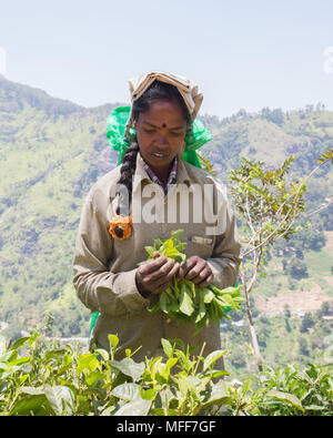 Portrait of woman picking tea leaves in tea plantation, Ella, Badulla District, Uva Province, Sri Lanka, Asia. Stock Photo