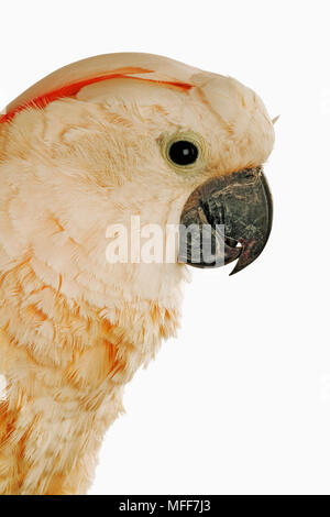 SALMON-CRESTED COCKATOO Cacatua moluccensis Also known as Moluccan Cockatoo.  Southern Moluccas, Indonesia Stock Photo