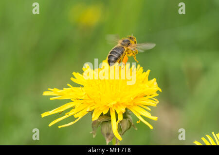 Honey bee with full pollen baskets taking off from a dandelion flower in Hampshire, UK Stock Photo