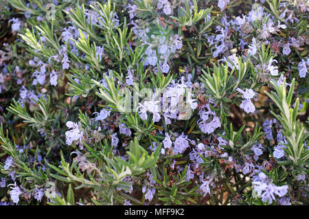 Rosemary Herb Flowers Stock Photo