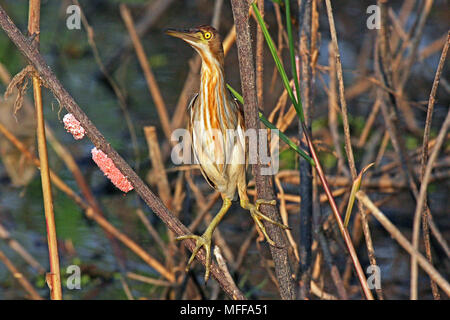 A Yellow Bittern (Ixobrychus sinensis) in low shrubs on the shore of Bung Borapet fresh water lake in Central Thailand. Golden Apple Snail eggs to the Stock Photo