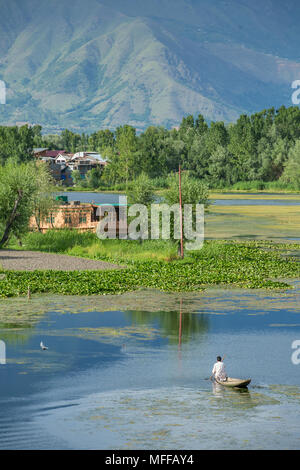 Man riding a shikara boat on the Dal lake in Srinagar, Kashmir, India. Stock Photo