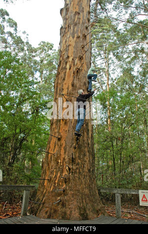 Father and daughter climbing the Gloucester Tree, giant Karri tree once used as fire lookout, Gloucester National Park, near Pemberton, Western Austra Stock Photo