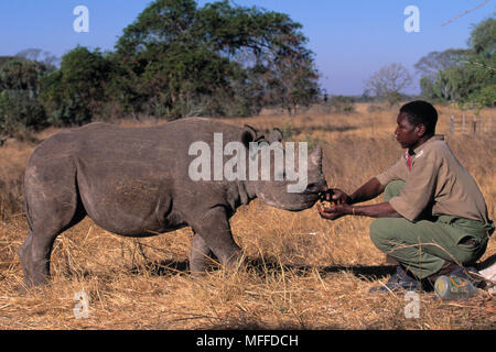 BLACK RHINOCEROS Diceros bicornis orpahned young with warden Zimbabwe Stock Photo