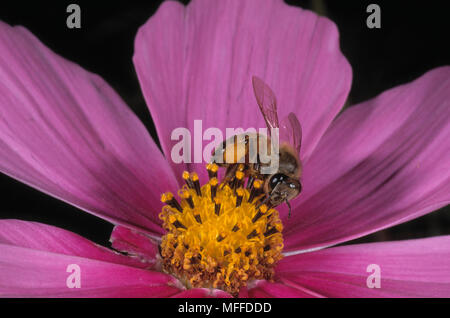 AFRICAN HONEYBEE Apis mellifera adansonii foraging for pollen Stock Photo