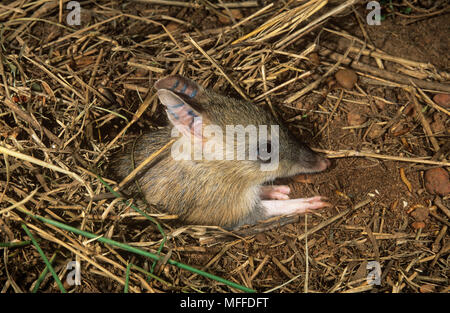 EASTERN BARRED BANDICOOT Perameles gunnii Endangered species  Australia Stock Photo