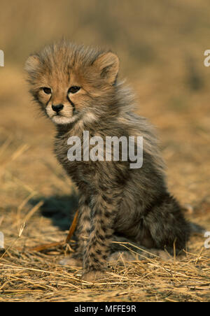 CHEETAH cub, three months old, Acinonyx jubatus sitting.  Africa Stock Photo