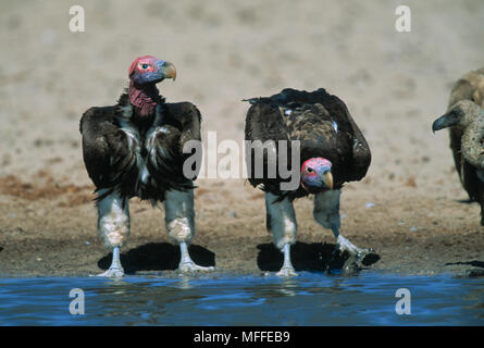 LAPPETFACED or NUBIAN VULTURES Torgos tracheliotus at waterhole, Namibia Stock Photo